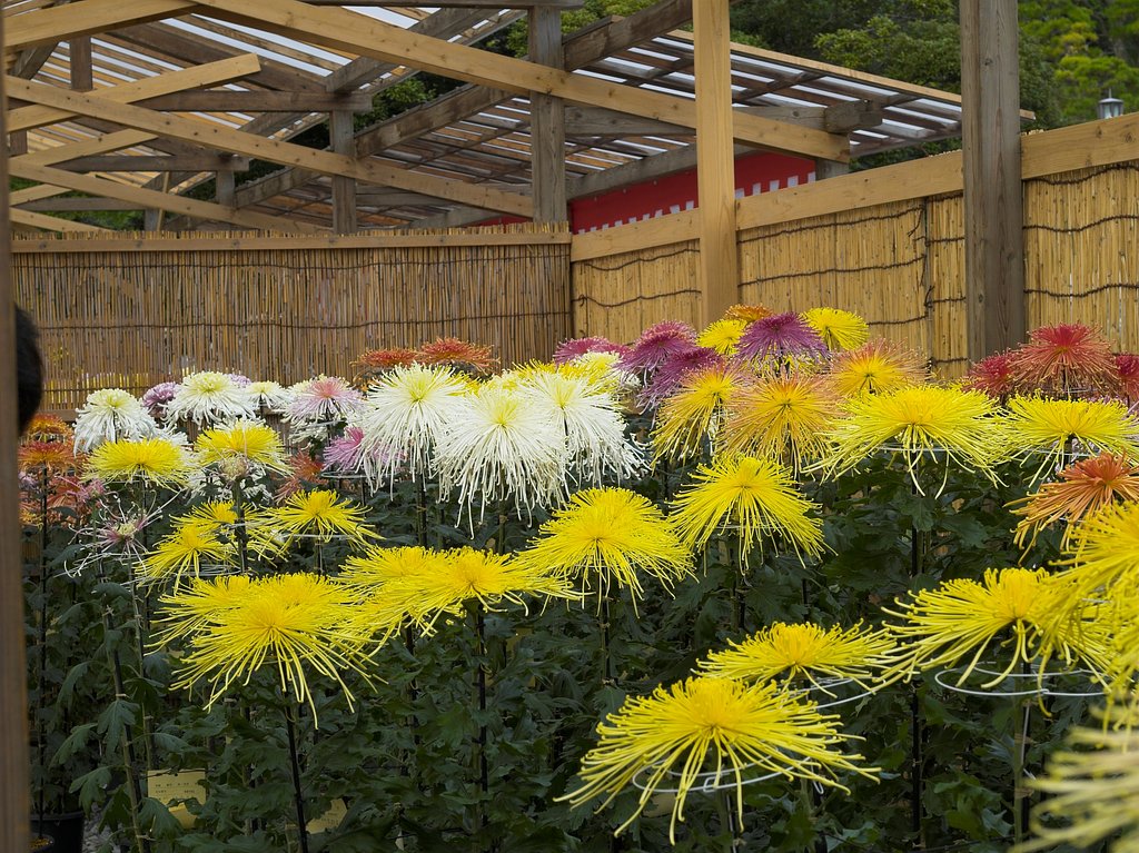 菊花展