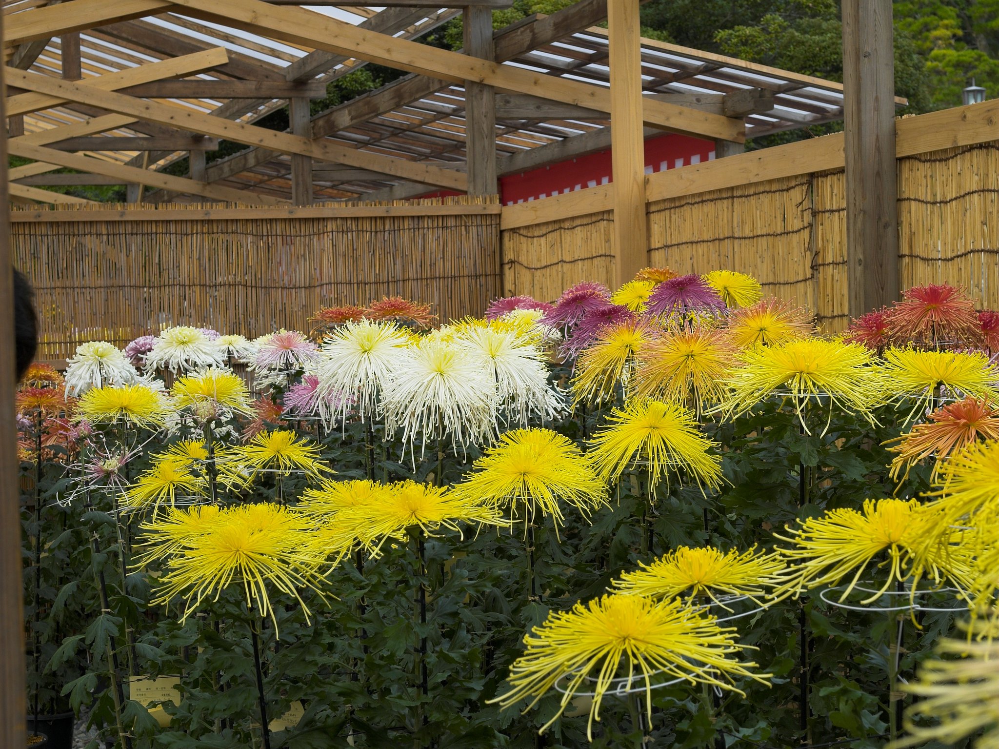 菊花展