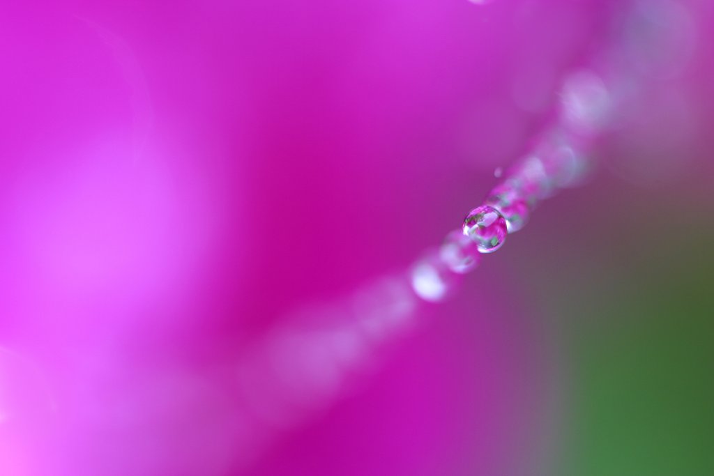 蜘蛛の糸