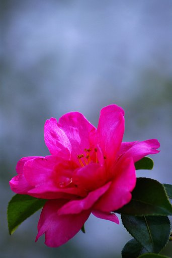 山茶花一輪