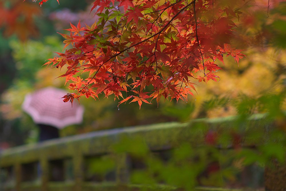 晩秋