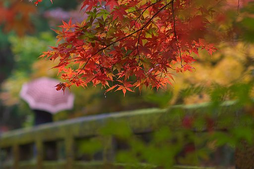 晩秋