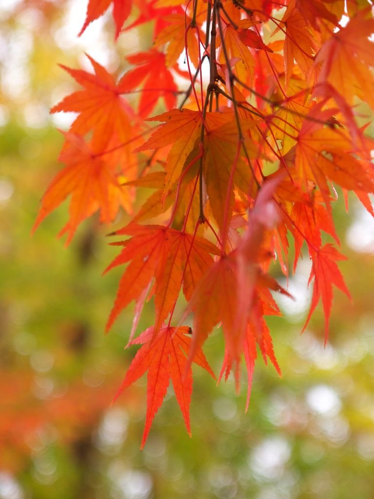近所の公園にて