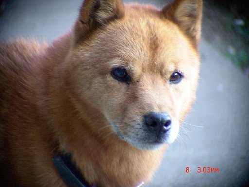 ２０ｍ先より撮る