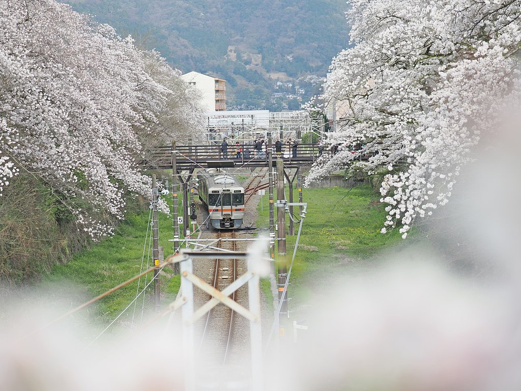 山北の桜〜奇跡の３本並び〜