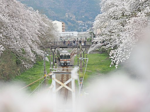 山北の桜〜奇跡の３本並び〜