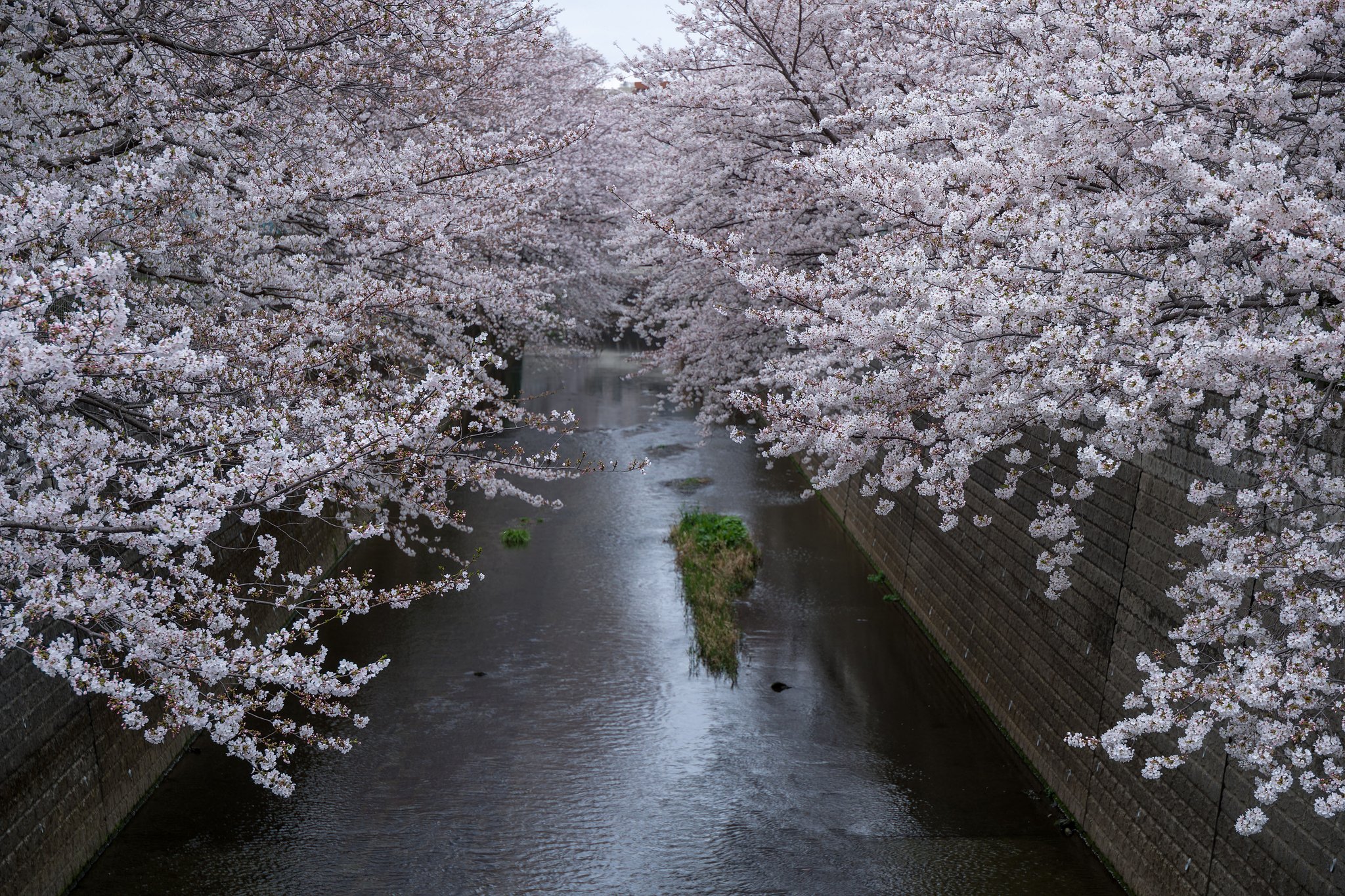 満開の桜
