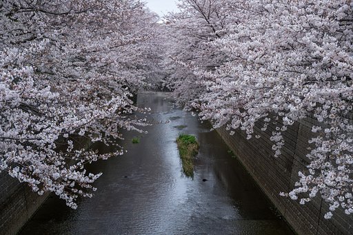 満開の桜