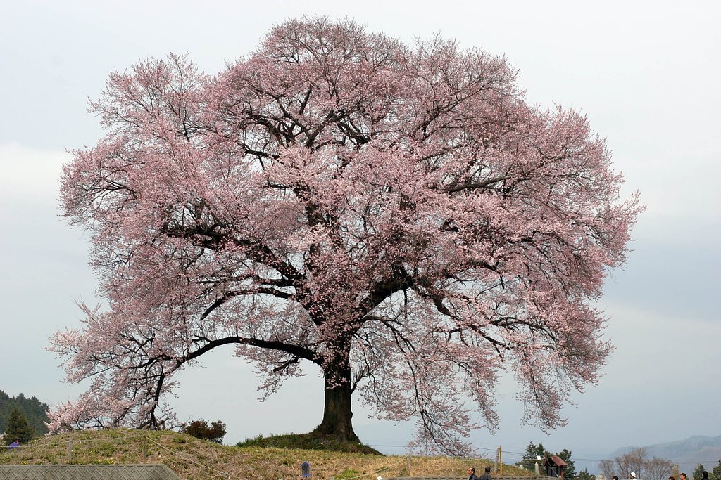ワニ塚の桜