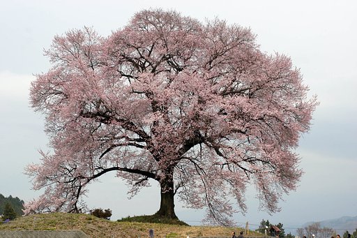 ワニ塚の桜