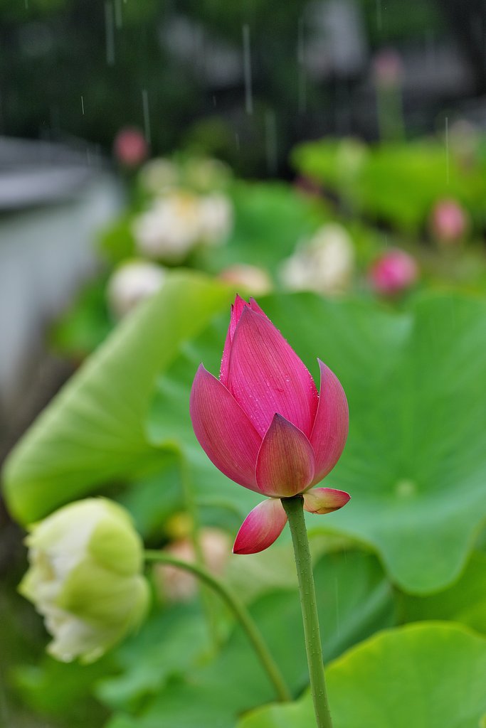 雨脚