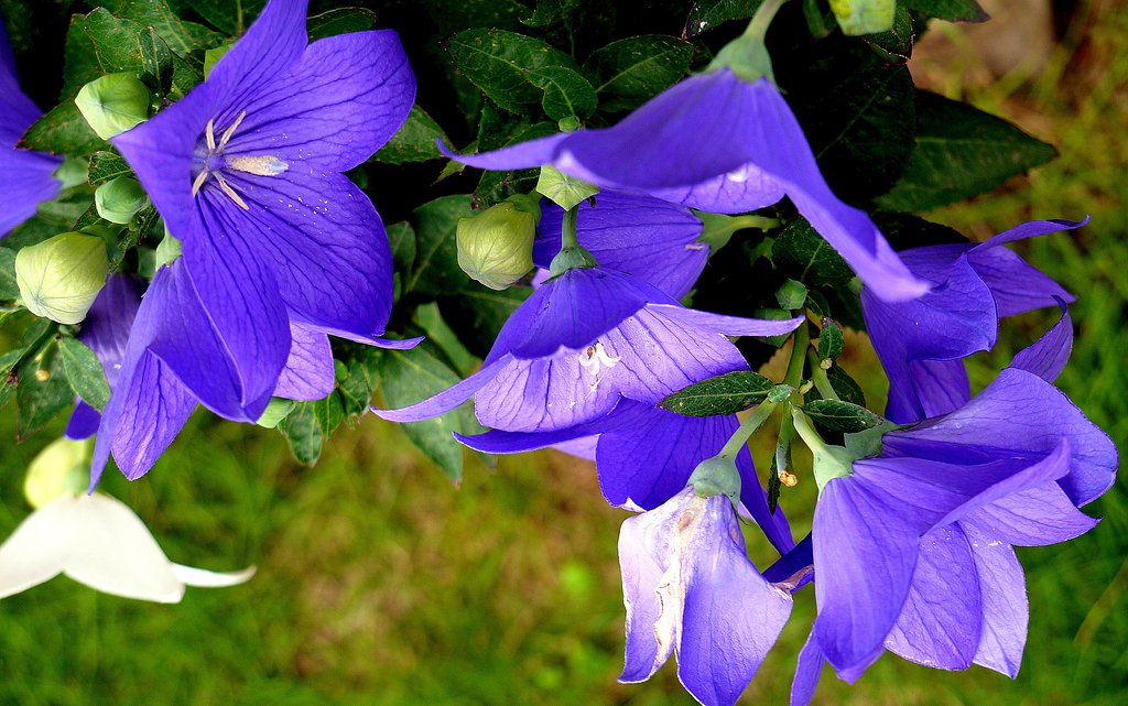 Panasonic Lumix VARIO14-45mmF3.5-5.6