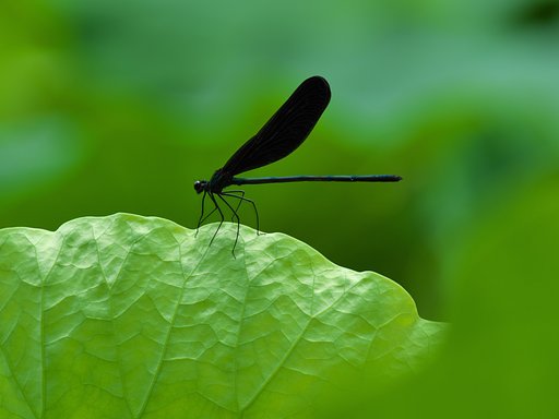 Black＆Green