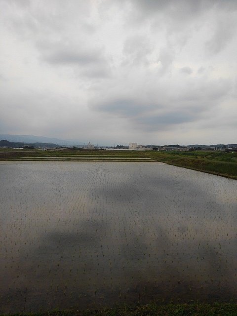 曇りの日の水田