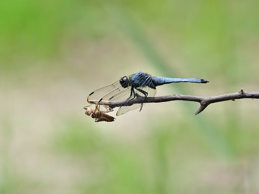 ヤゴの抜け殻