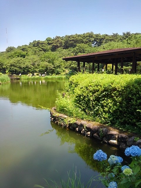アジサイの花もある池の岸辺の休憩所