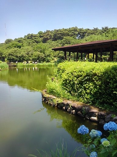 アジサイの花もある池の岸辺の休憩所