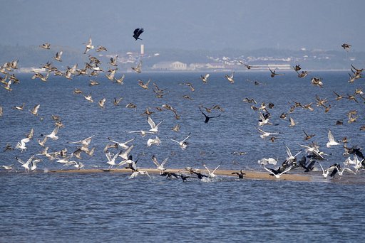 カモメ他