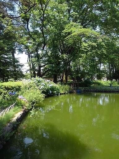 6月15日の写真