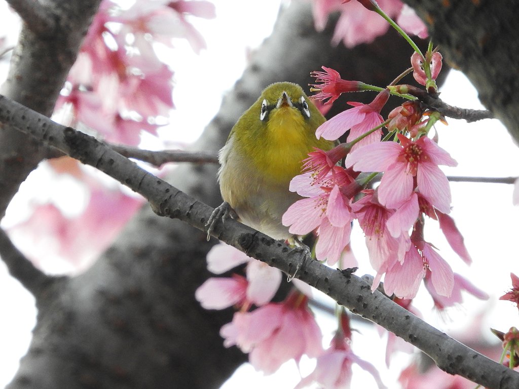 桜とメジロ