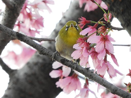 桜とメジロ