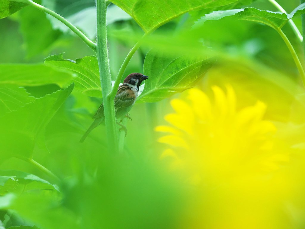 すずめ