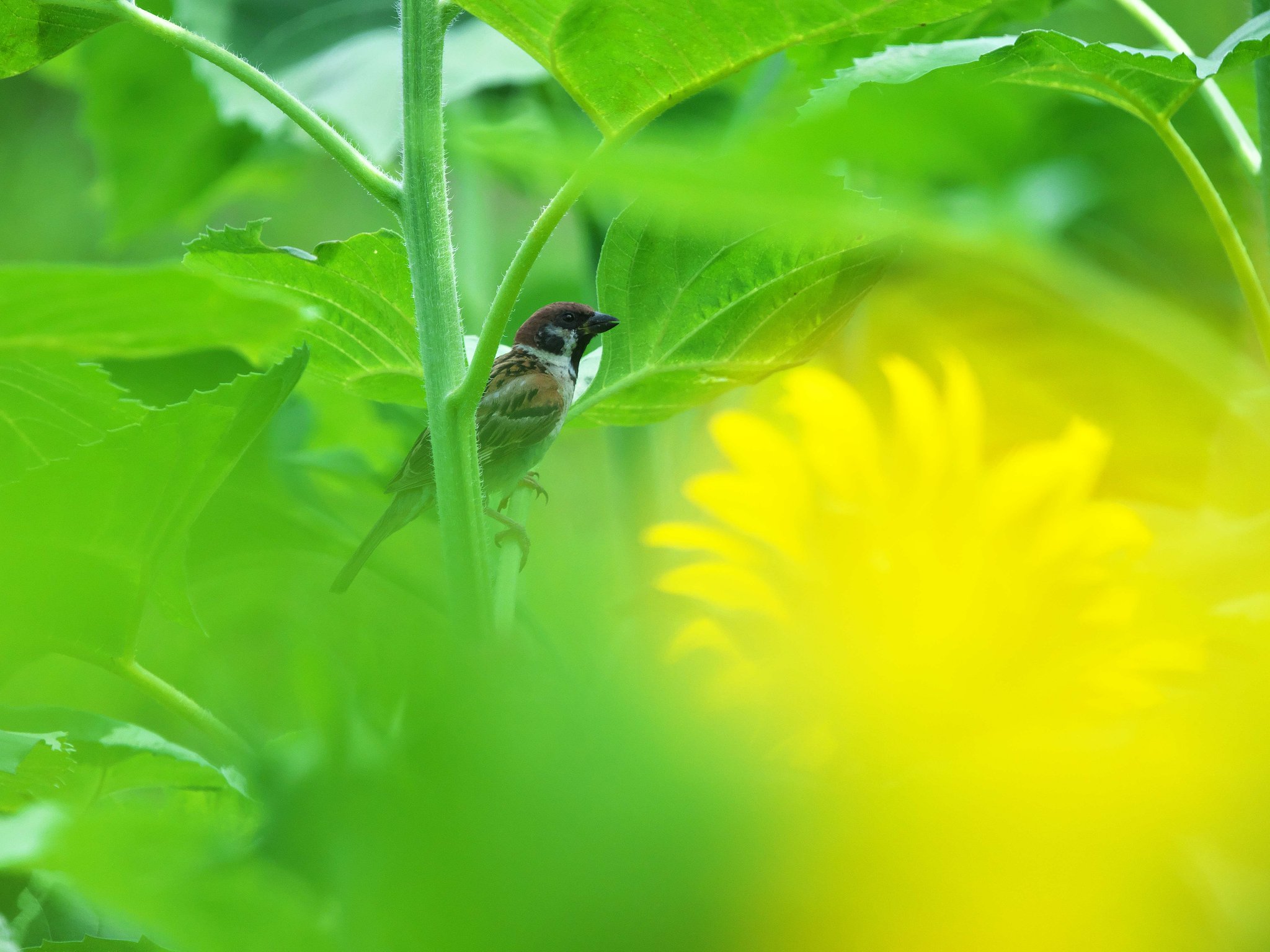 すずめ