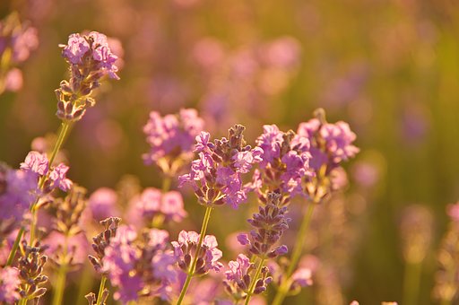 西日の当たる花畑