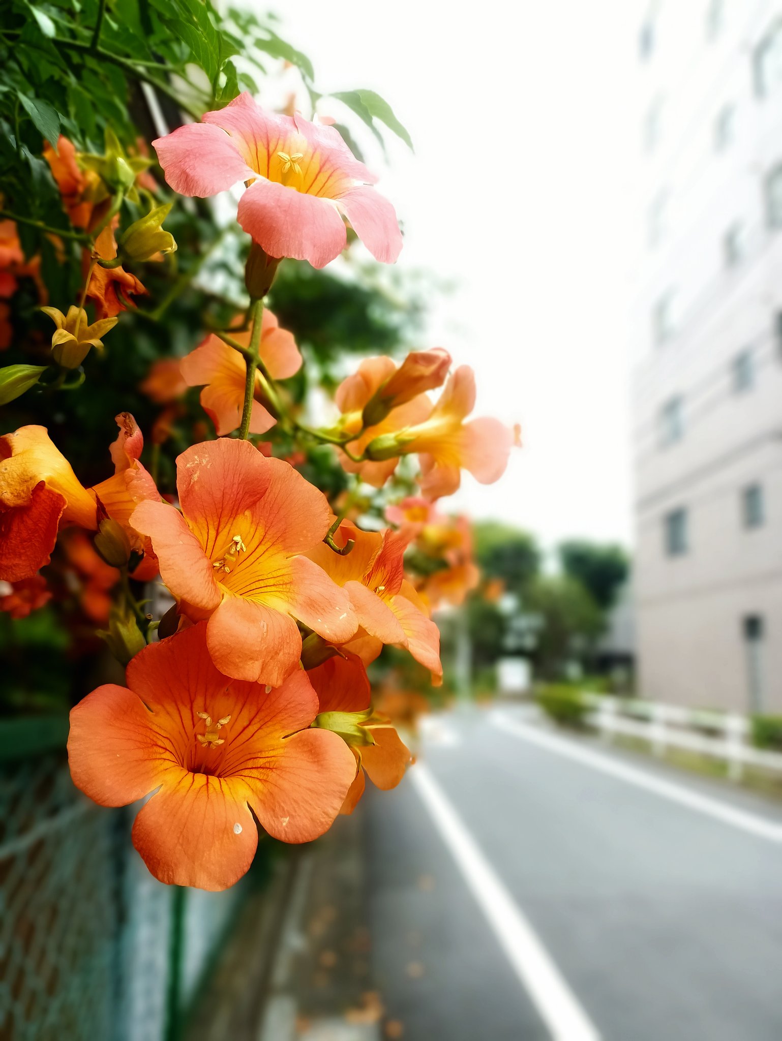 オレンジの輝き
