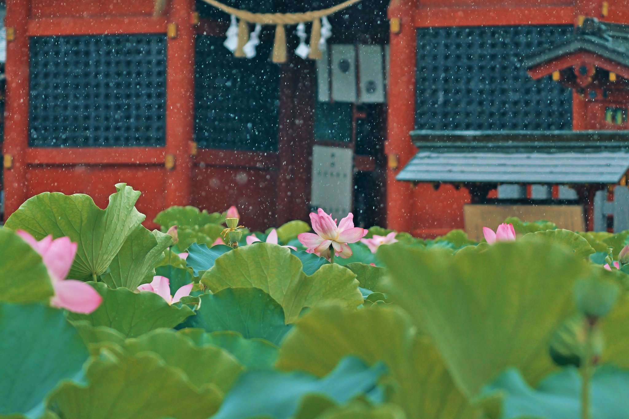 雨降り２
