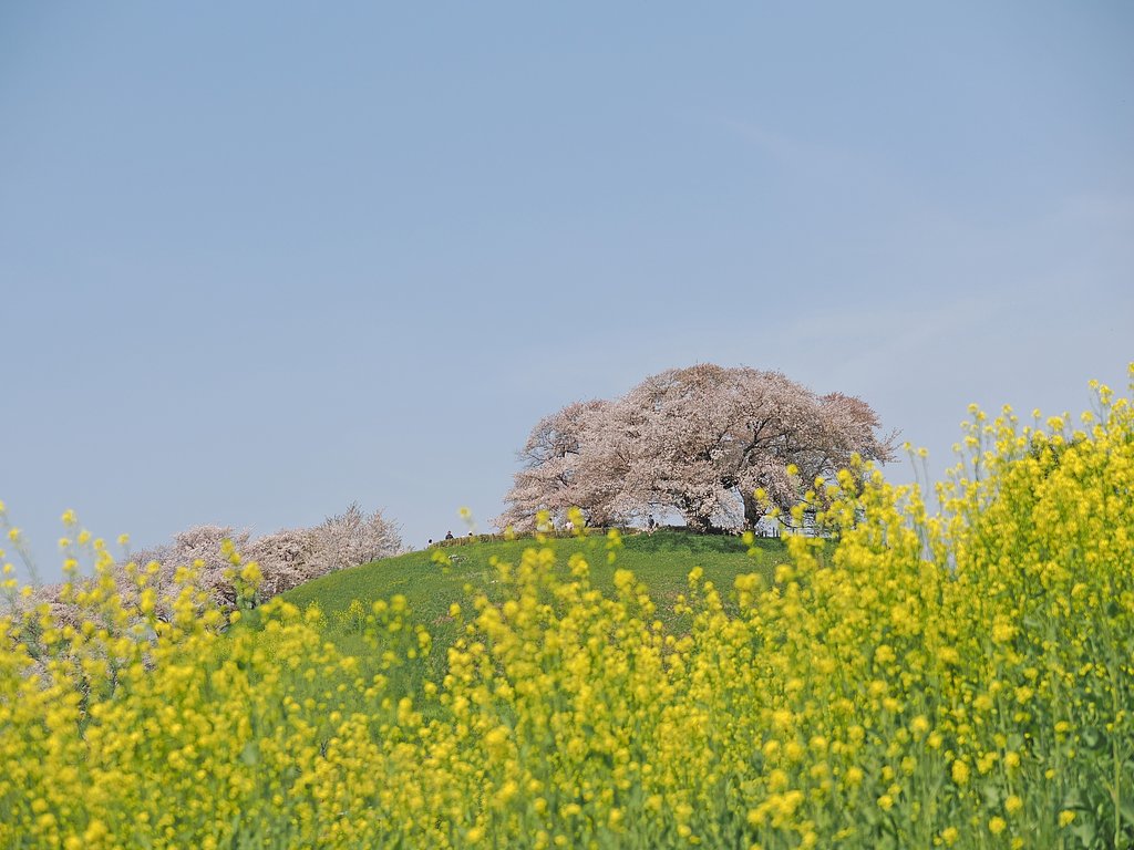 春越しの想い