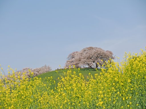 春越しの想い