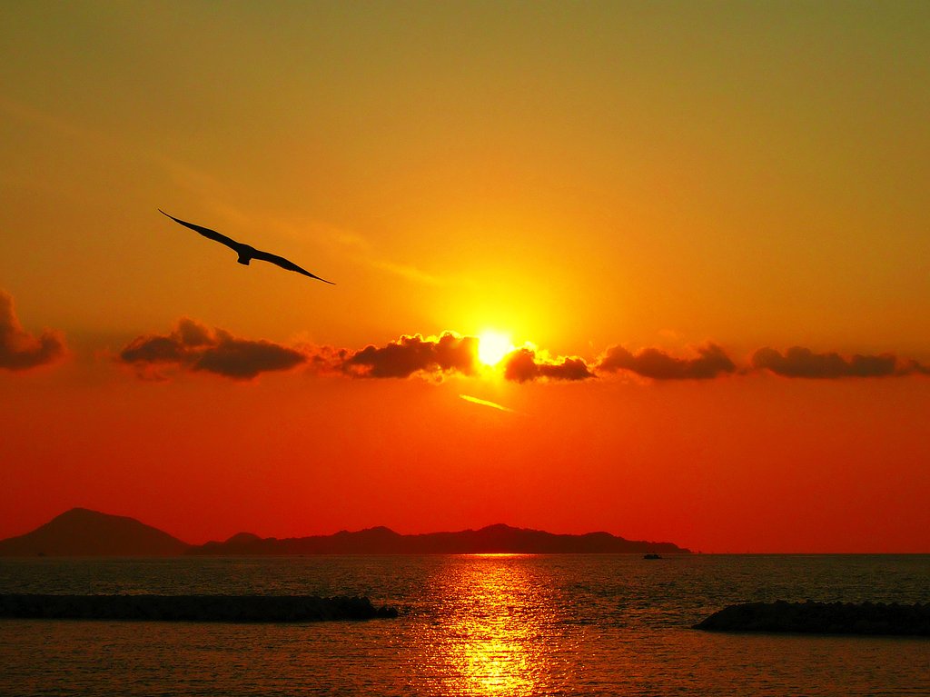 瀬戸の夕景　カモメ