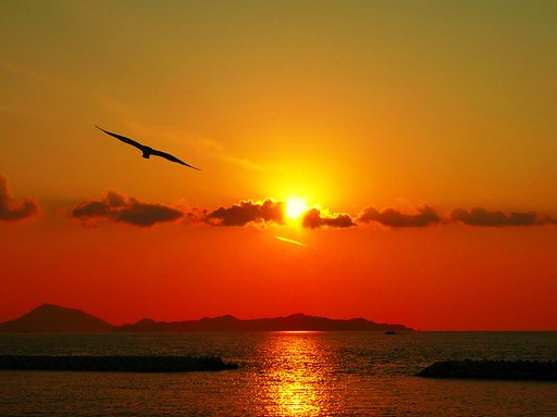 瀬戸の夕景　カモメ