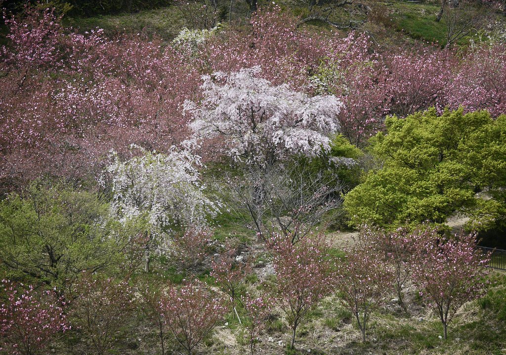 春爛漫