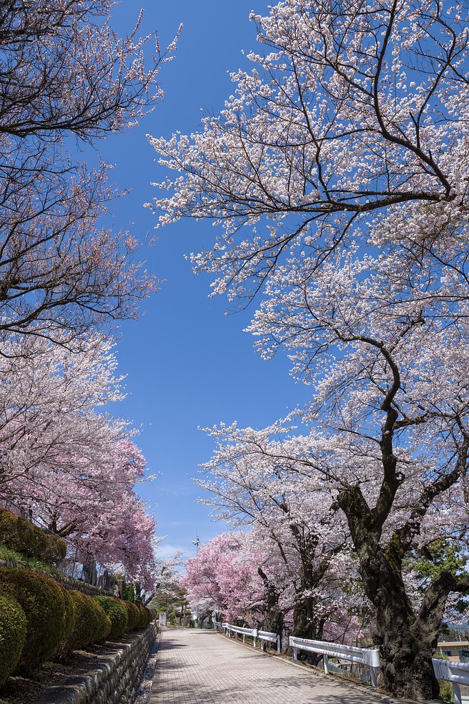 母校の桜
