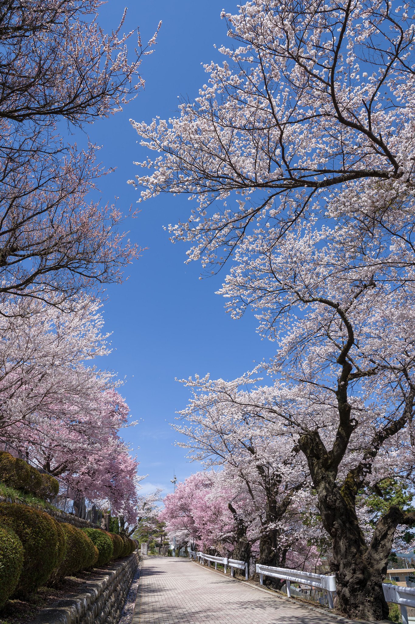 母校の桜