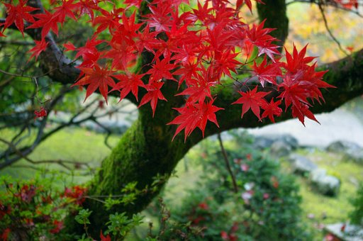 十一月の華