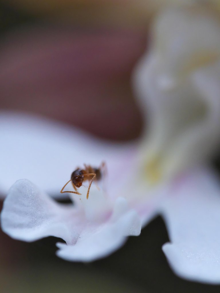 蜜探し