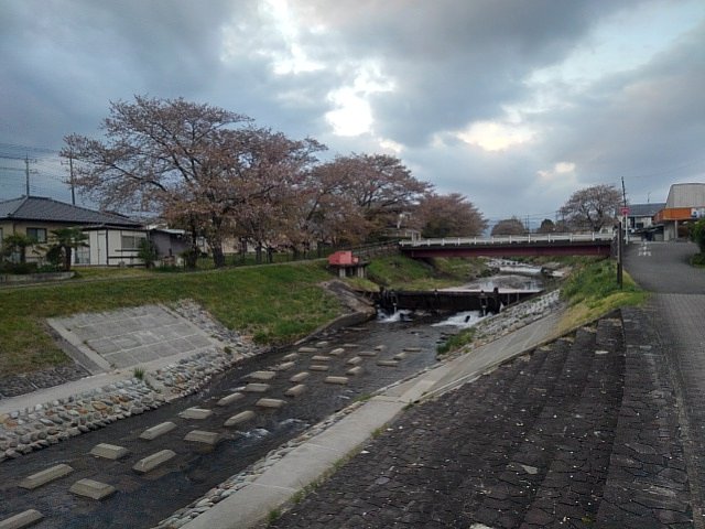 土手の道から見えた散り始めた桜