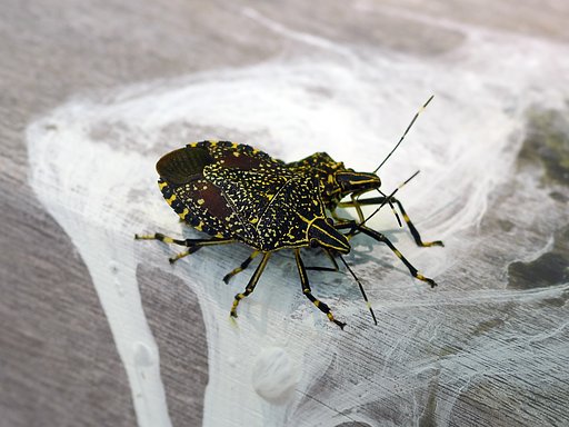 キマダラカメムシの交尾