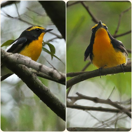 夏鳥