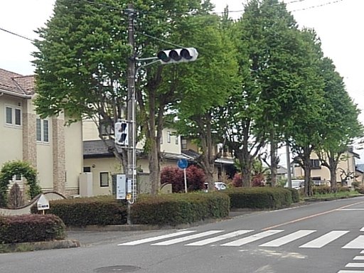 新緑を感じさせる街路樹