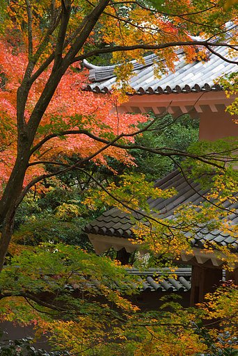 和と紅葉