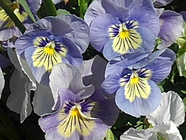 淡い紫色が美しいパンジーの花