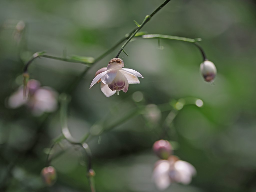 レンゲショウマ◎VARIO ELMARIT50-200mm(1