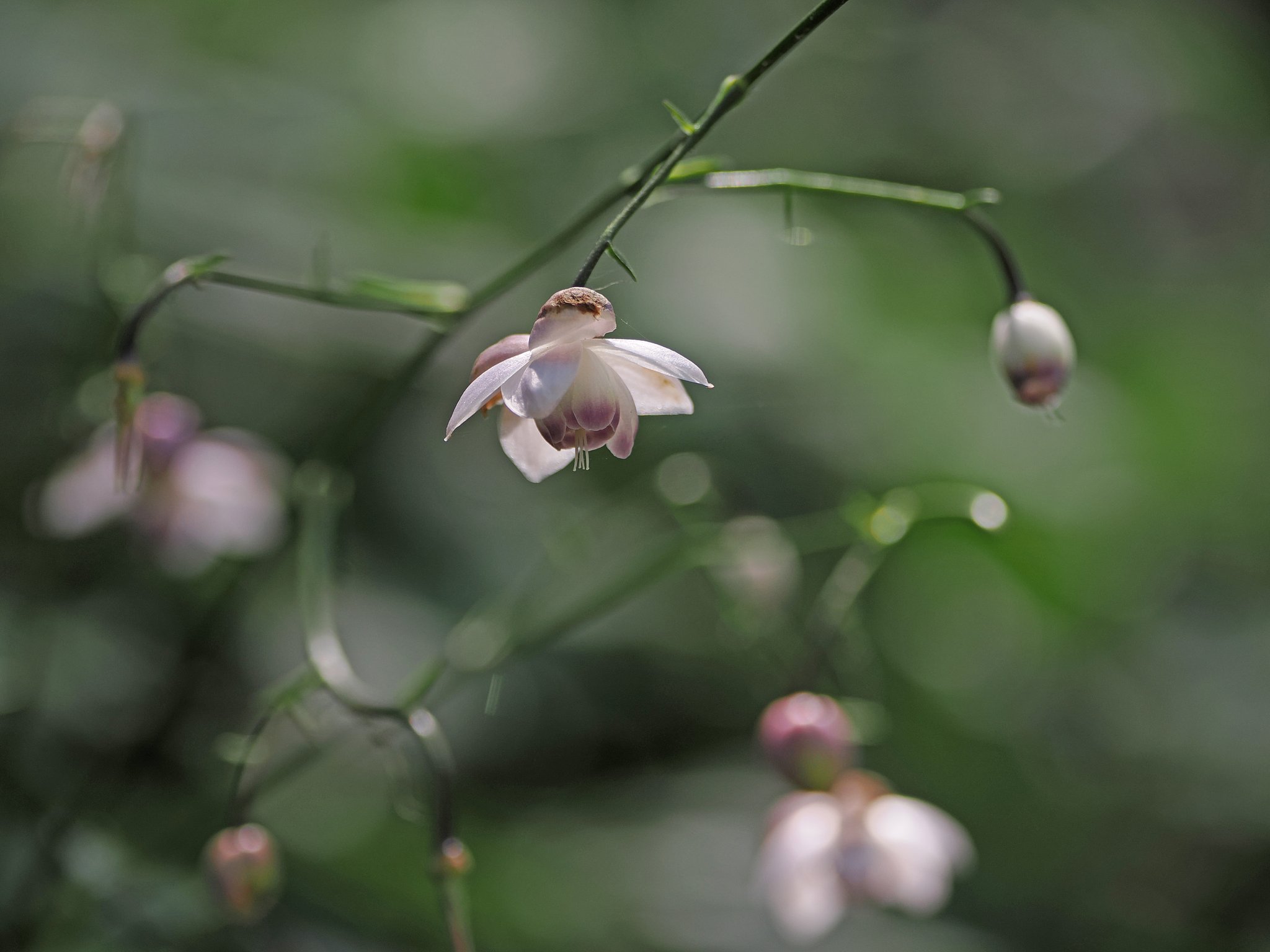 レンゲショウマ◎VARIO ELMARIT50-200mm(1