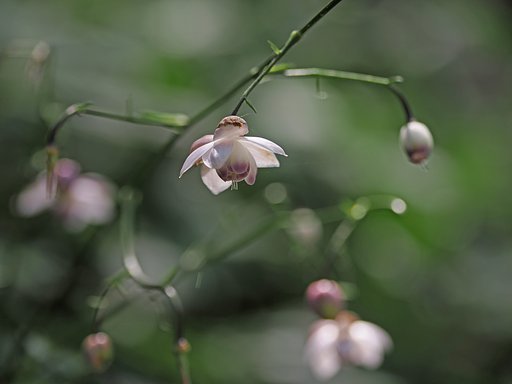 レンゲショウマ◎VARIO ELMARIT50-200mm(1