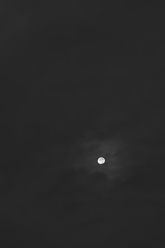 Bark at the moon
