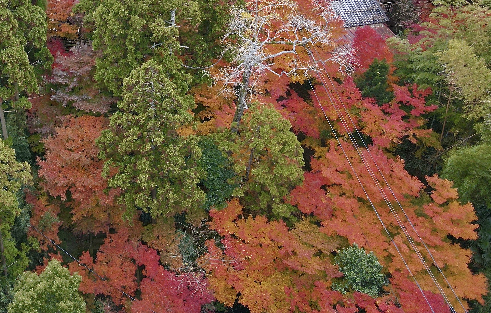 紅葉